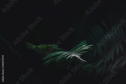 dark, wallpaper, leaves, outdoor, light, natural, jungle, flora, background, garden, fresh, beauty, pattern, fern, green, nature, environment, plant,leafe fern.