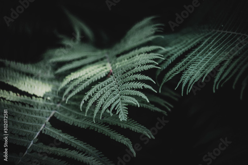 dark, wallpaper, leaves, outdoor, light, natural, jungle, flora, background, garden, fresh, beauty, pattern, fern, green, nature, environment, plant,leafe fern.