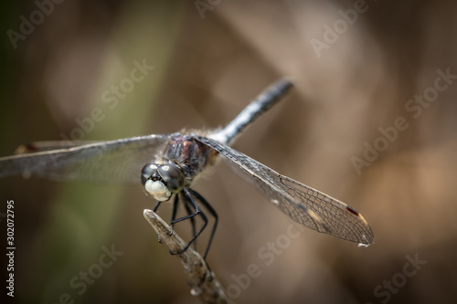 Magical dragonfly on a hot summer day. © Jean-Claude Caprara