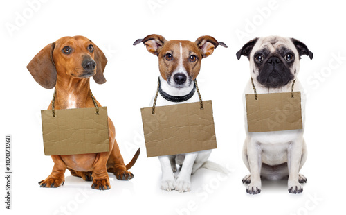 Fototapeta Naklejka Na Ścianę i Meble -  homeless row of dogs to adopt
