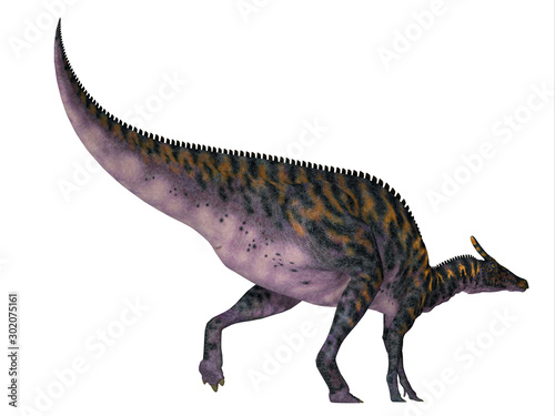 Saurolophus osborni Dinosaur Tail - Saurolophus osborni was a Hadrosaur herbivorous dinosaur that lived in Asia and North America during the Cretaceous Period. © Catmando