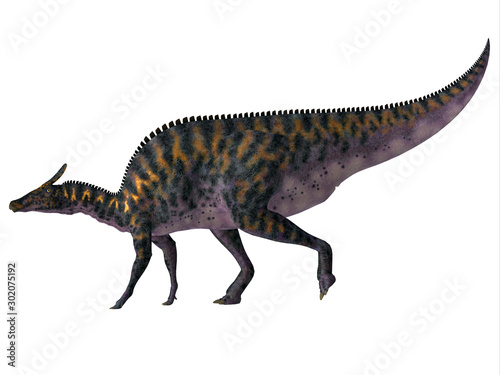 Saurolophus osborni Side Profile - Saurolophus osborni was a Hadrosaur herbivorous dinosaur that lived in Asia and North America during the Cretaceous Period. photo
