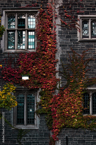 Fotografie red and orange leafs on a vine