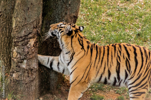 Fototapeta Naklejka Na Ścianę i Meble -  bengal tiger walking through a green meadow
