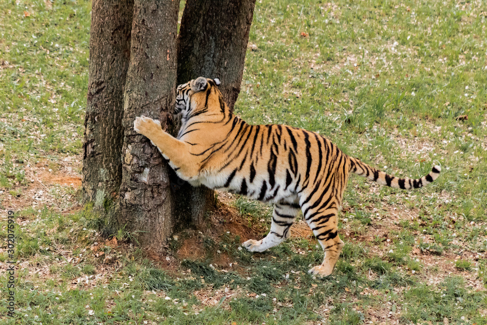 Fototapeta premium bengal tiger walking through a green meadow