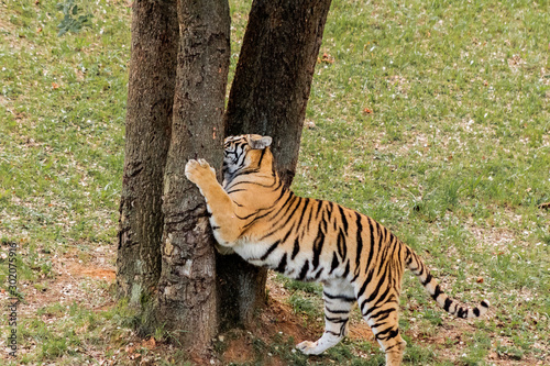 bengal tiger walking through a green meadow