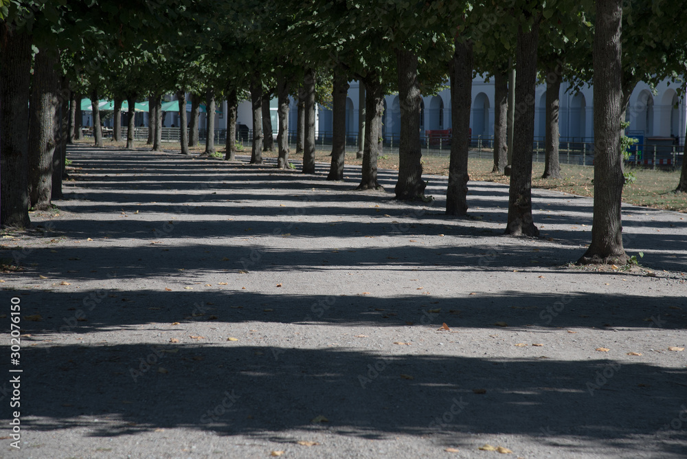 Fototapeta premium Allee mi Schattenspiel