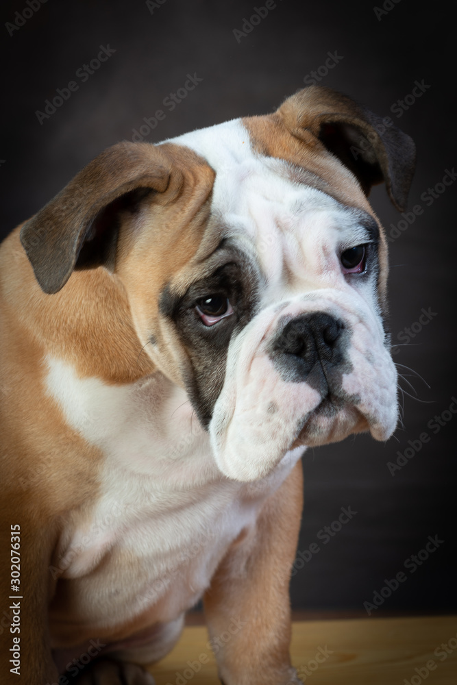 english bulldog in front of brown background english bulldog in front of brown background