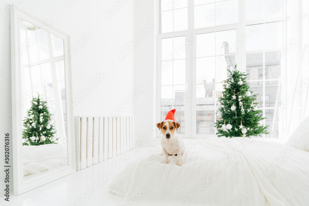 Shot of pedigree dog poses on comfortable bed in spacious bedroom with big windows, white mirror on floor, green decorated fir tree. Christmas time and animals.