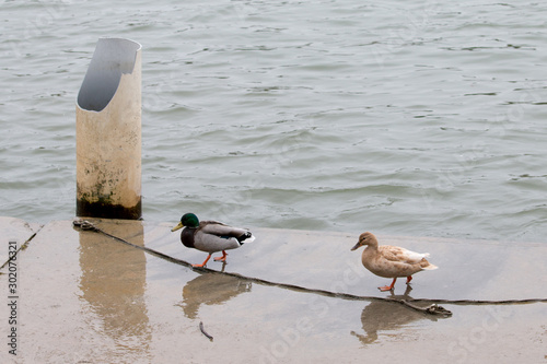 Canards