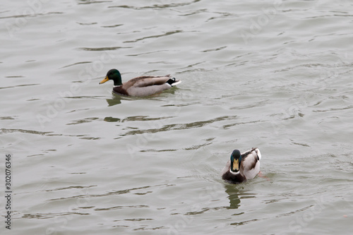 Canards