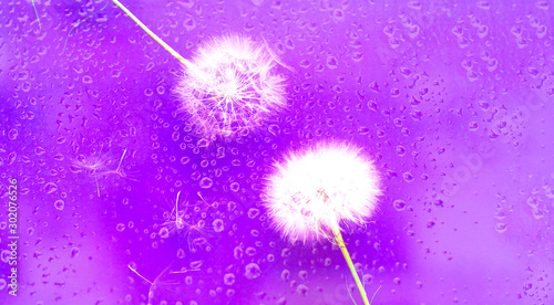 Creative colorful background with white dandelions. Trendy colors. Concept for festive background or for project.Close-up