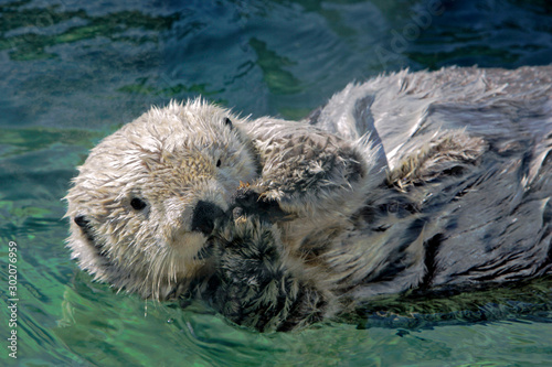 Cute Sea Otter in water holding paws together, portrait close up © rima15