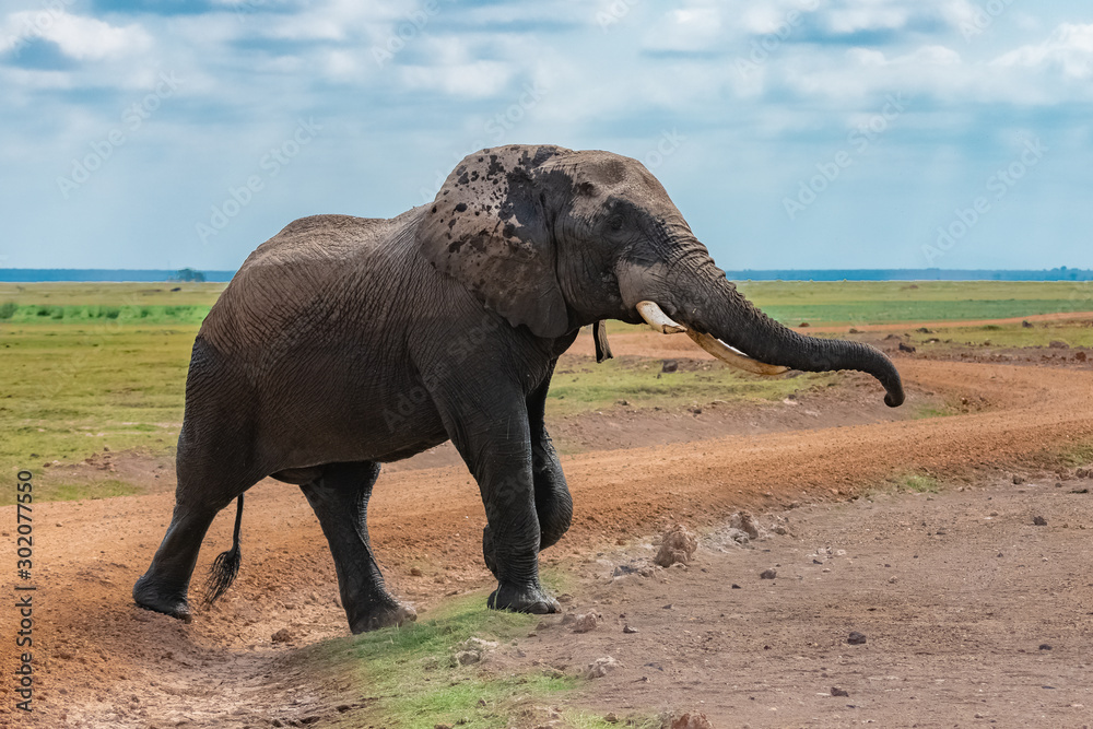 Obraz premium A large elephant coming out of the river, all wet, in the marshes in Tanzania, in the Ngorongoro crater