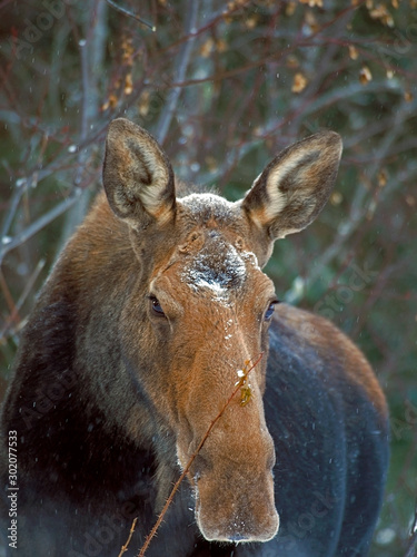 Big Cow Moose in winter storm feeding on rose bush twigs. photo