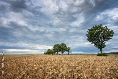Pole pszenicy w pochmurny dzień, Polska