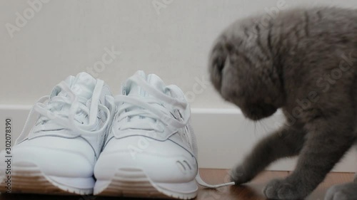 Lop-eared british kitten playing with shoelaces