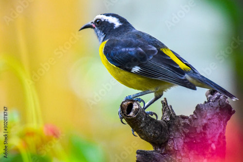 yellow bird on a branch