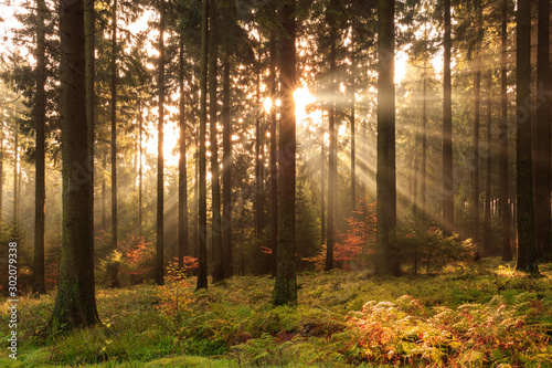 Sonnenstrahlen der Herbstsonne im morgendlichen Süntel 