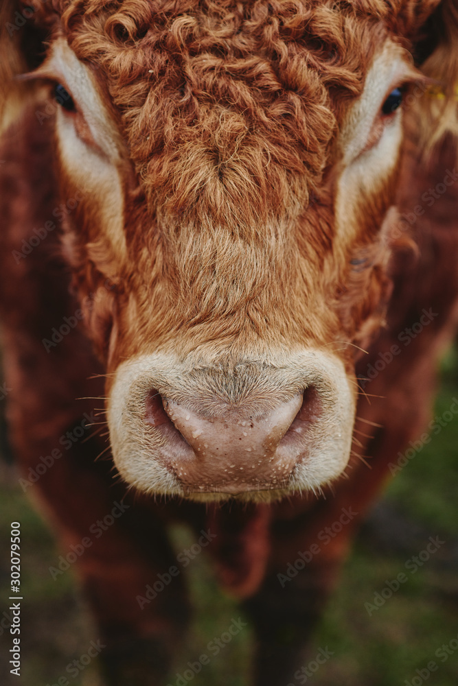 Fototapeta premium portrait of a cow