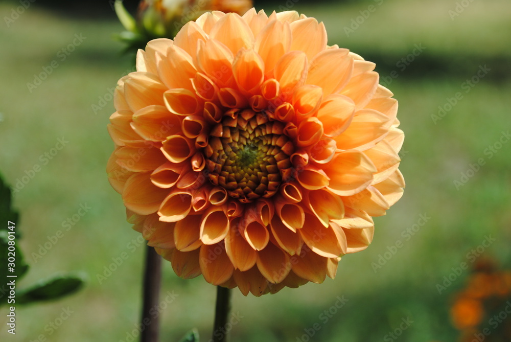 orange flower in garden orange flower in garden