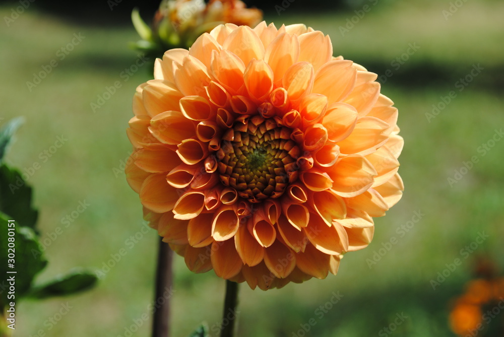 orange flower in the garden orange flower in the garden