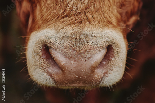  close-up on a cow's muzzle