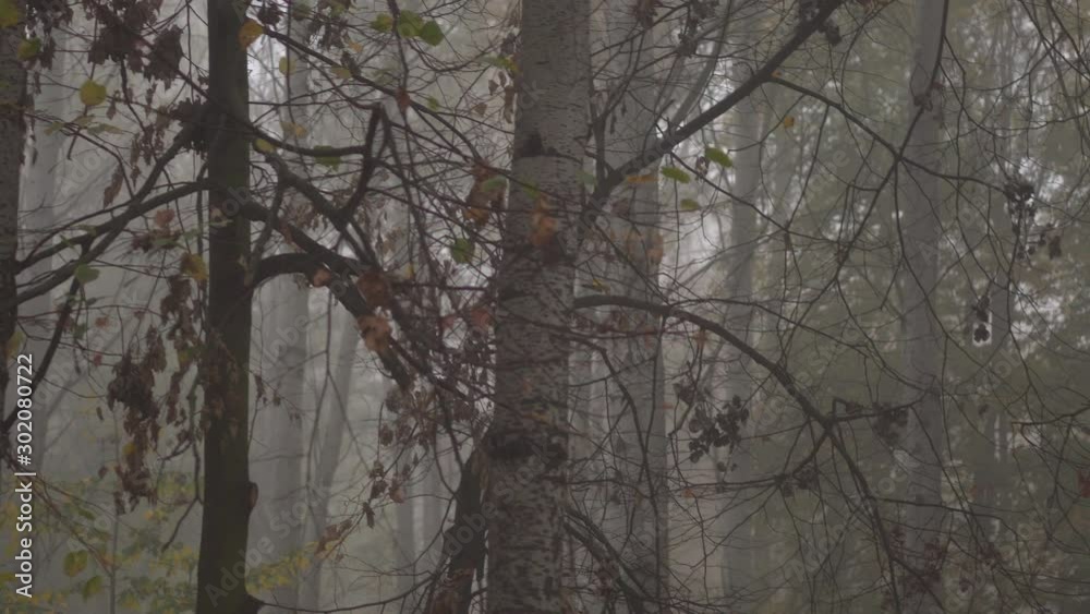 Mystical autumn forest in dense fog. Fallen foliage trees in the fall. Natural background. Mysterious landscape Mystical autumn forest in dense fog. Fallen foliage trees in the fall. Natural background. Mysterious landscape