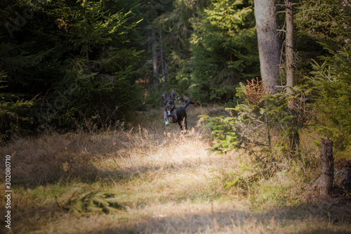 Happy black dog playing in the forest