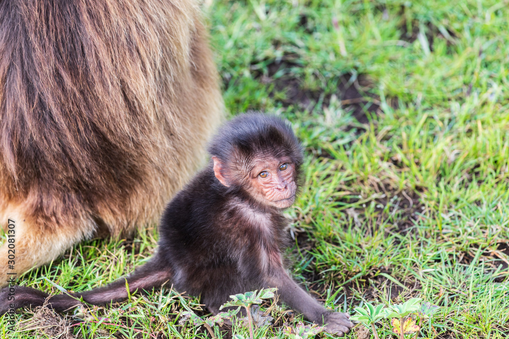 Ethiopia. North Gondar. Simien Mountains National Park. Baby Gelada baboon  looking at the camera. Stock Photo | Adobe Stock