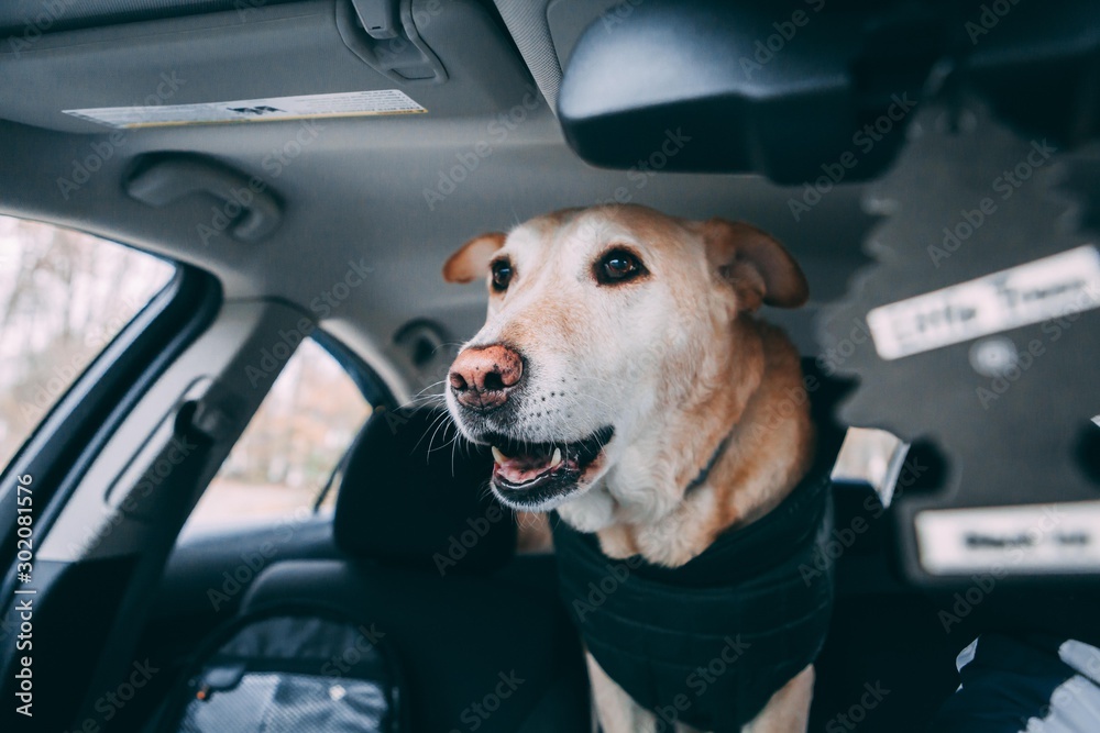 Labrador Retriever Barking At Horses In The Car