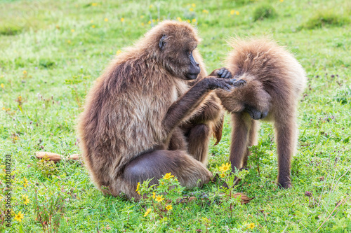 Ethiopia. North Gondar. Simien Mountains National Park. A pair of Gelada baboons grooming each other.