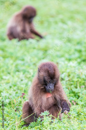 Ethiopia. North Gondar. Simien Mountains National Park. A young Gelada baboon feeding in a green field.