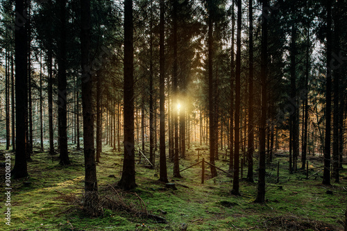 Gr  ner Boden aus Moos im Wald w  hrend die Sonne durch die B  ume scheint beim Sonnenuntergang