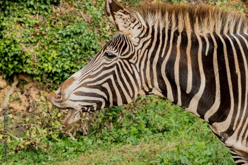 a zebra enjoying in its territory