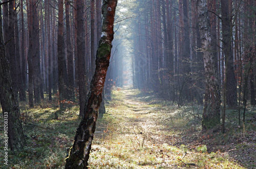 Fototapeta Naklejka Na Ścianę i Meble -  Las