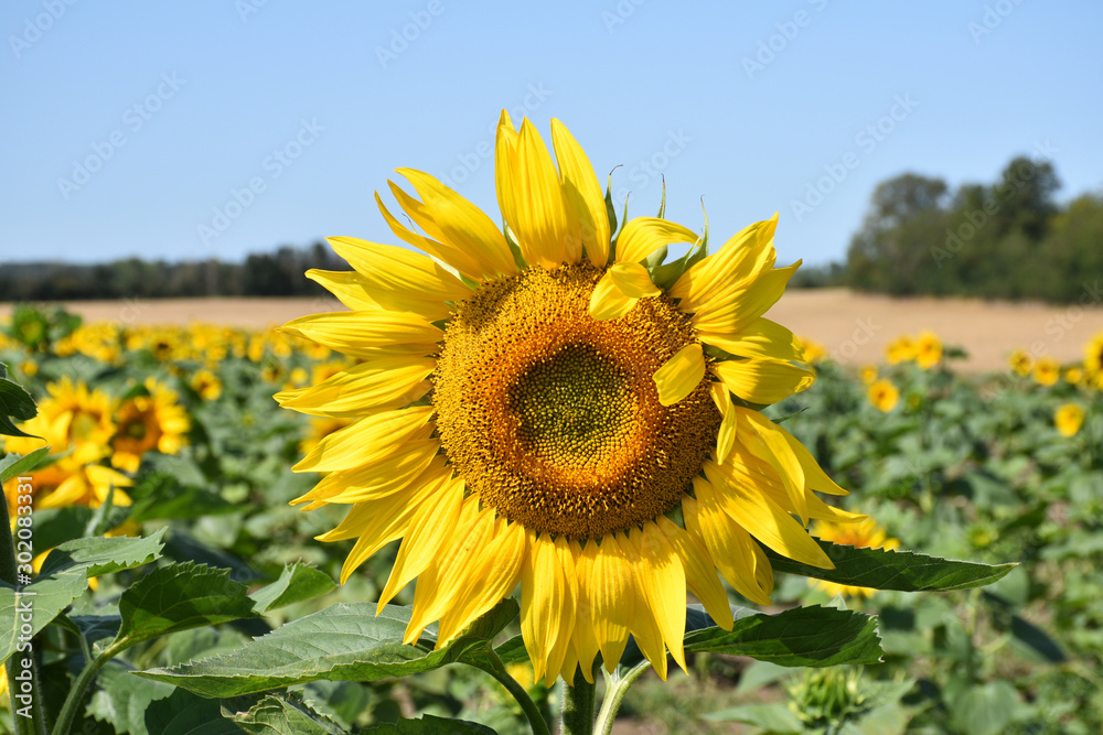 Sunflower with funny look Sunflower with funny look