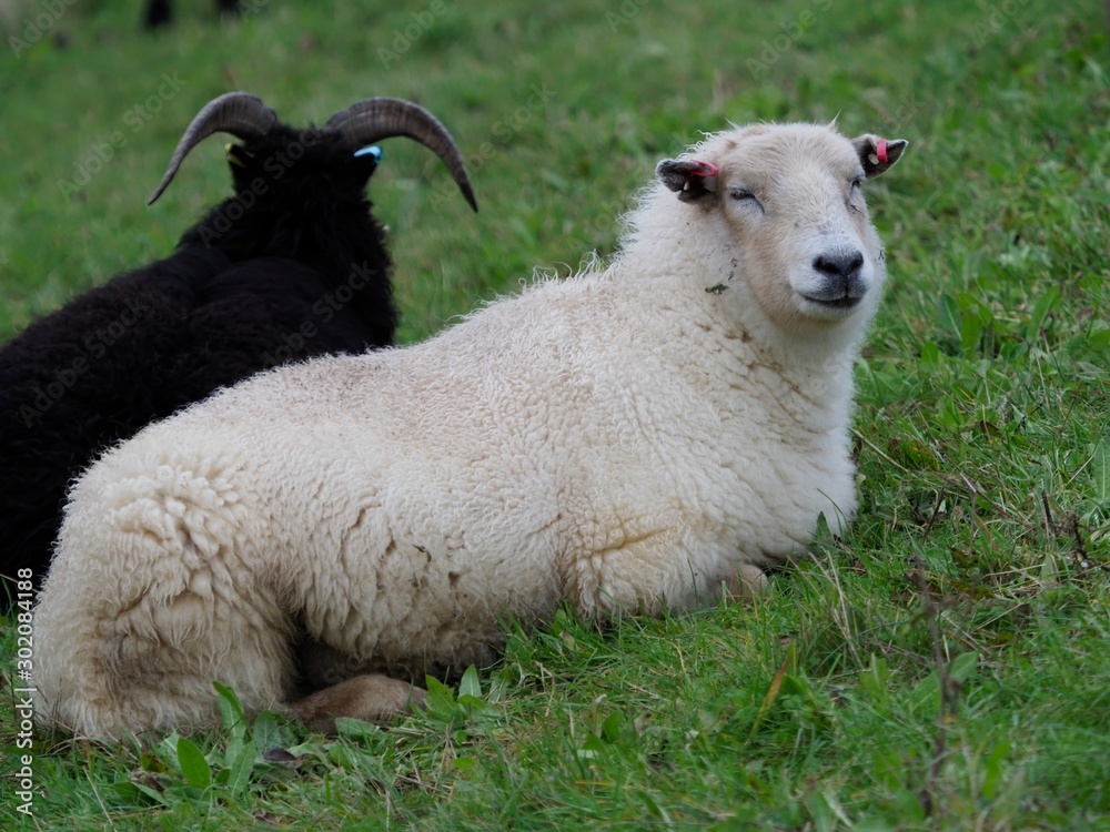 Obraz premium Black and white sheep