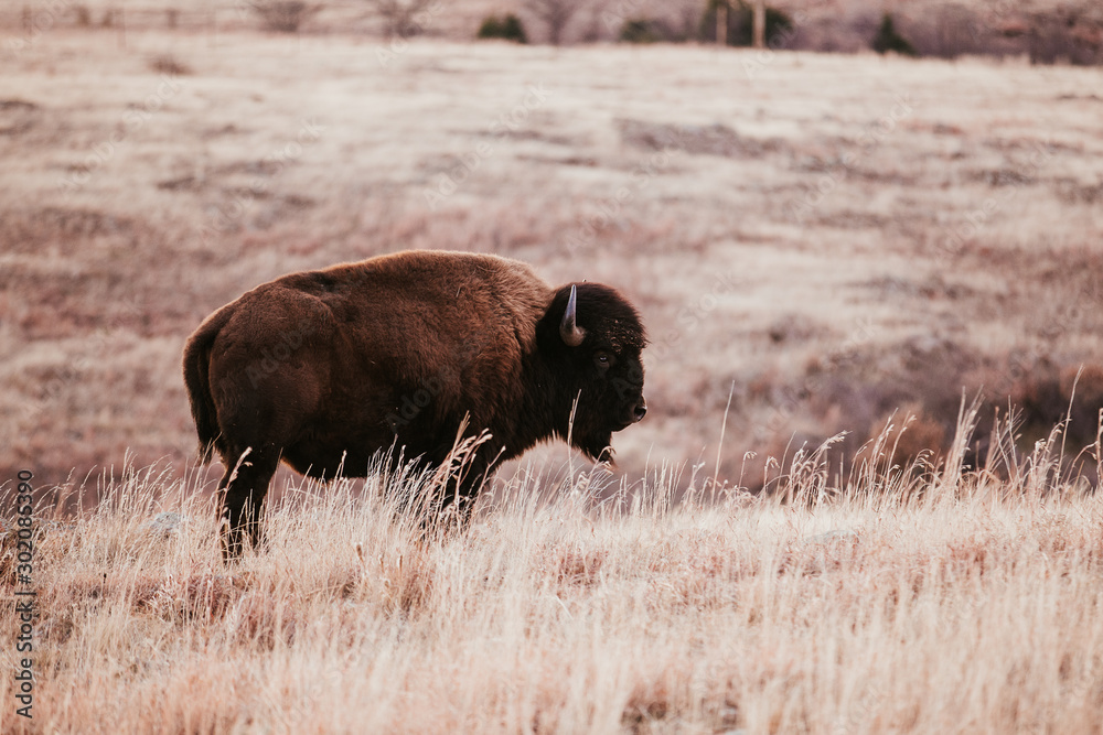 Buffalo 4 Buffalo 4