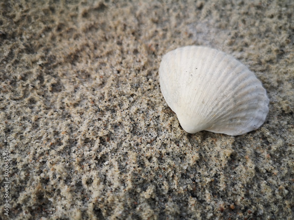 Sea shell at the beach