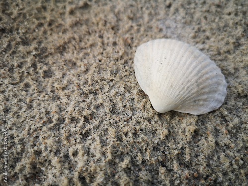 Sea shell at the beach © HansPetter