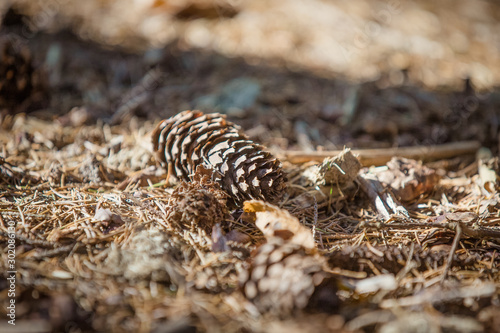 Pinecone on the ground in the forest