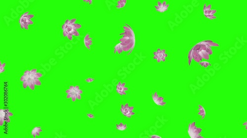 Wallpaper Mural green screen pink buddhist lotus flower falling animation 3d. Aquatic plant symbol meditation Torontodigital.ca
