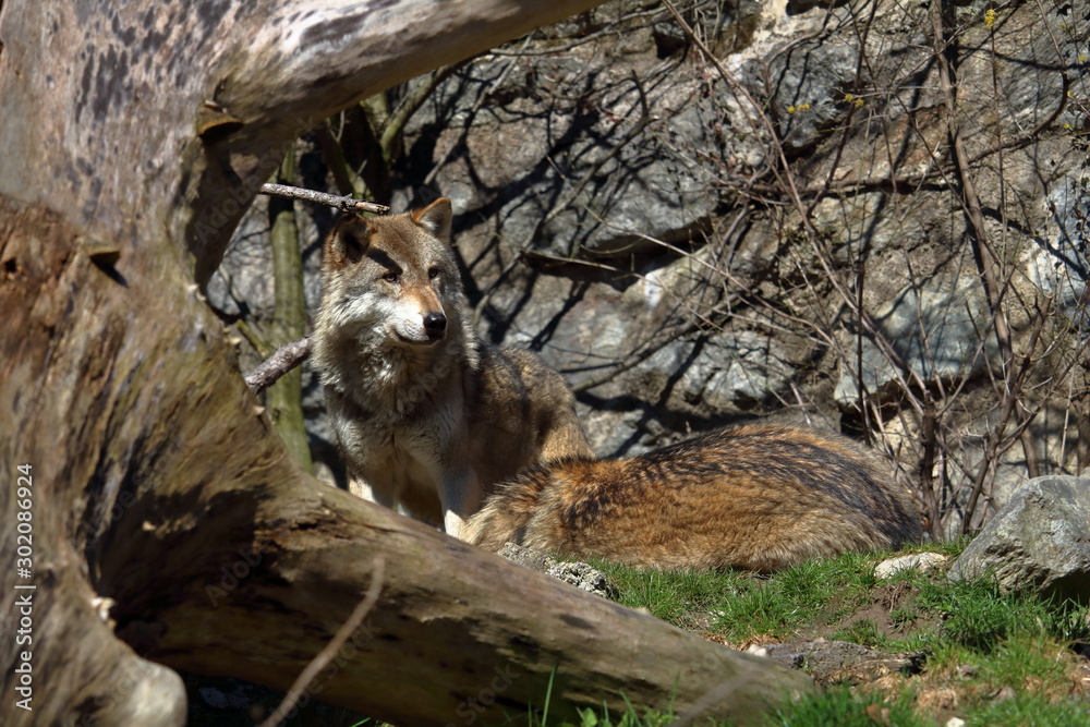 Obraz premium Lupo alpino