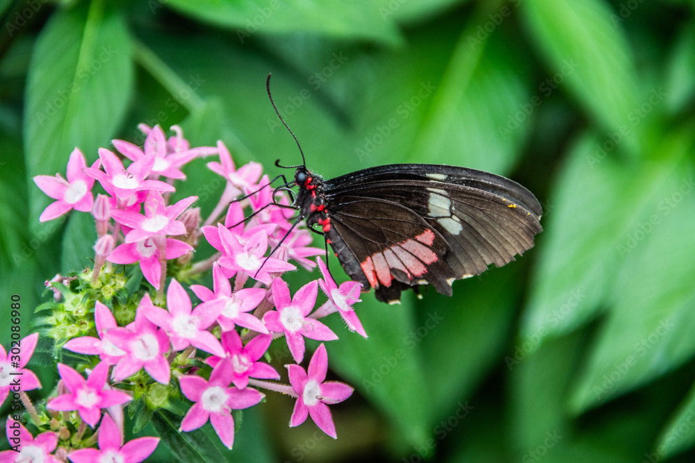 Naklejka premium butterfly on flower