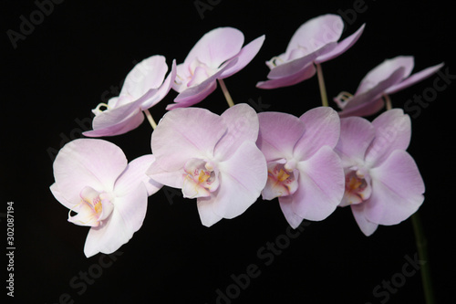 Pink orchid black background
