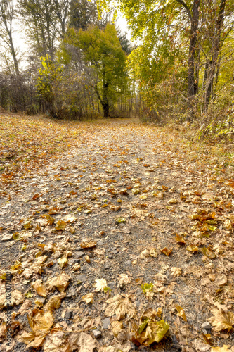 Dirt road full of leaves