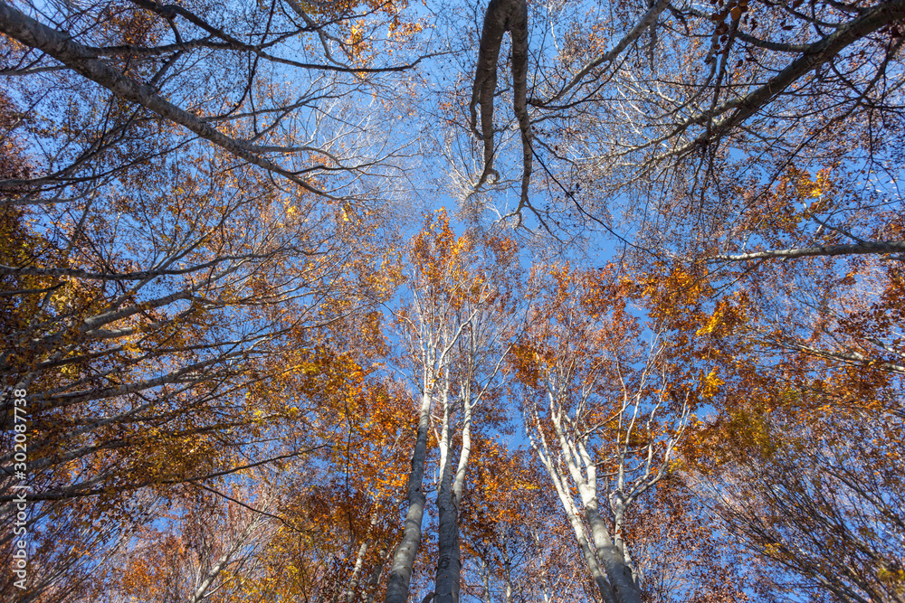 Foliage on the sky in autumn inside a birch forest Foliage on the sky in autumn inside a birch forest