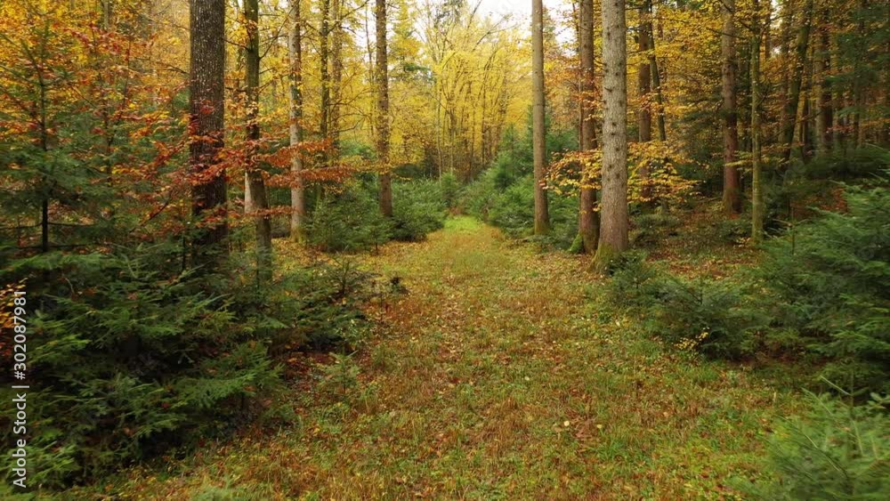 Magic colourful fall seasonal forest path. Flying forward through magic fairy tale woods.