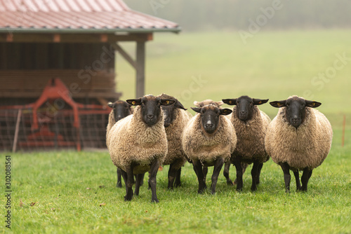 a cute group of sheep on a pasture stand next to each other and look into the camera photo